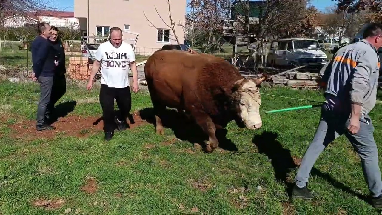 BIKOVI OD 20000 EURA KOD BRACE U STOCU