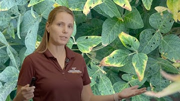 Potassium Deficiency in Soybeans