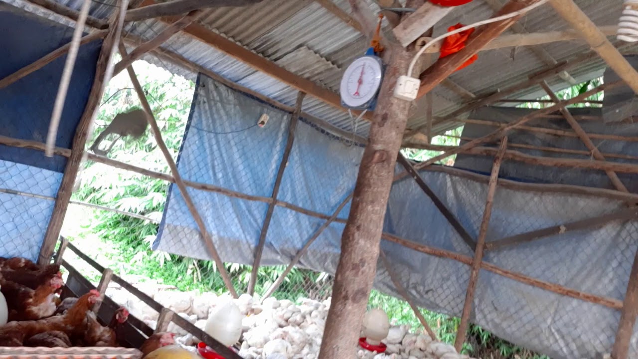 #Rumah ayam potong# Suasana di peternakan ayam potong 