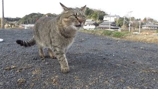 一番で畑へ来たと思ったら先を越されてた時の猫 by ひっしいチャンネル 11,096 views 1 month ago 5 minutes, 46 seconds