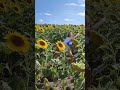 У мене немає дому.