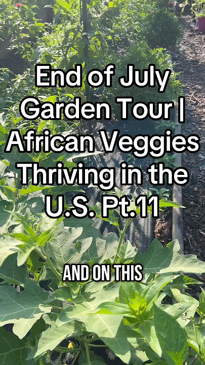 End of July Garden Tour | African Veggies Thriving in the U.S.! Pt.11  #GardenTour#AfricanVeggies