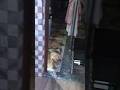 Cat dancing #funny #dancing #catdancing