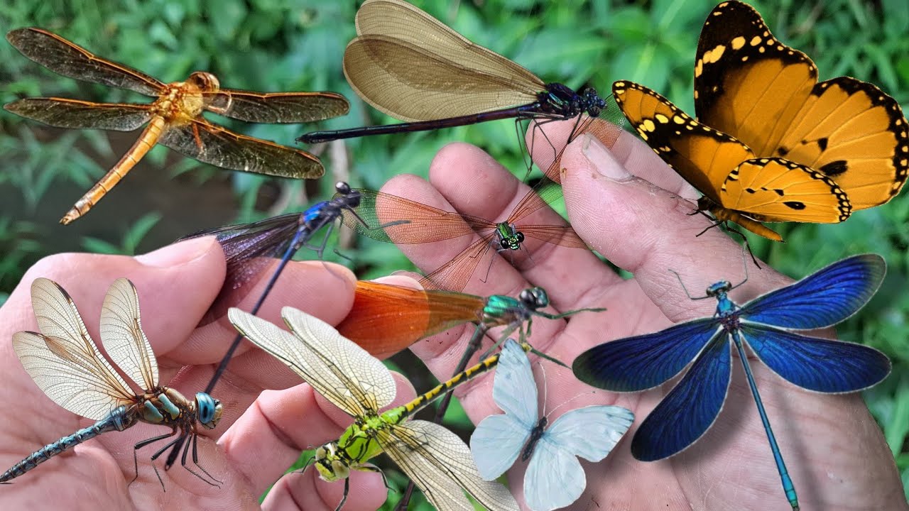 Catch damselfly, dragonfly, butterfly
