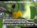 Arboles endémicos de Puerto Rico