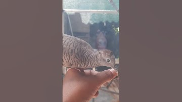 Perkutut jinak di aviary