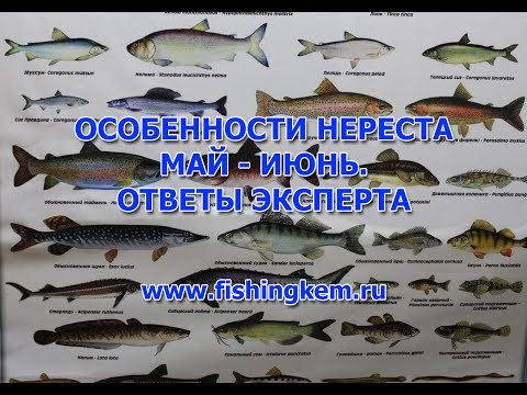 Особенности нереста и клева. Май июнь. Ответы ихтиолога.