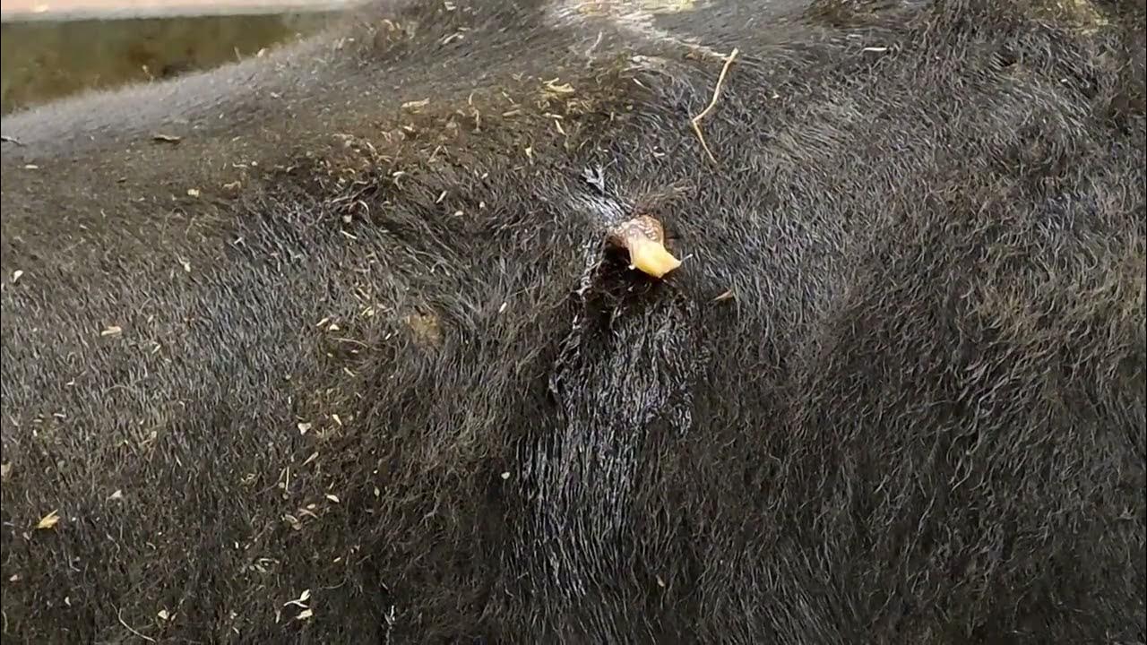 What Does A Botfly Hole Look Like On A Dog