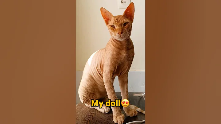 Video 8482471: sphynx cat toys, cat kitty cutecat, kitty catplay, cat kitty cute, kitty living