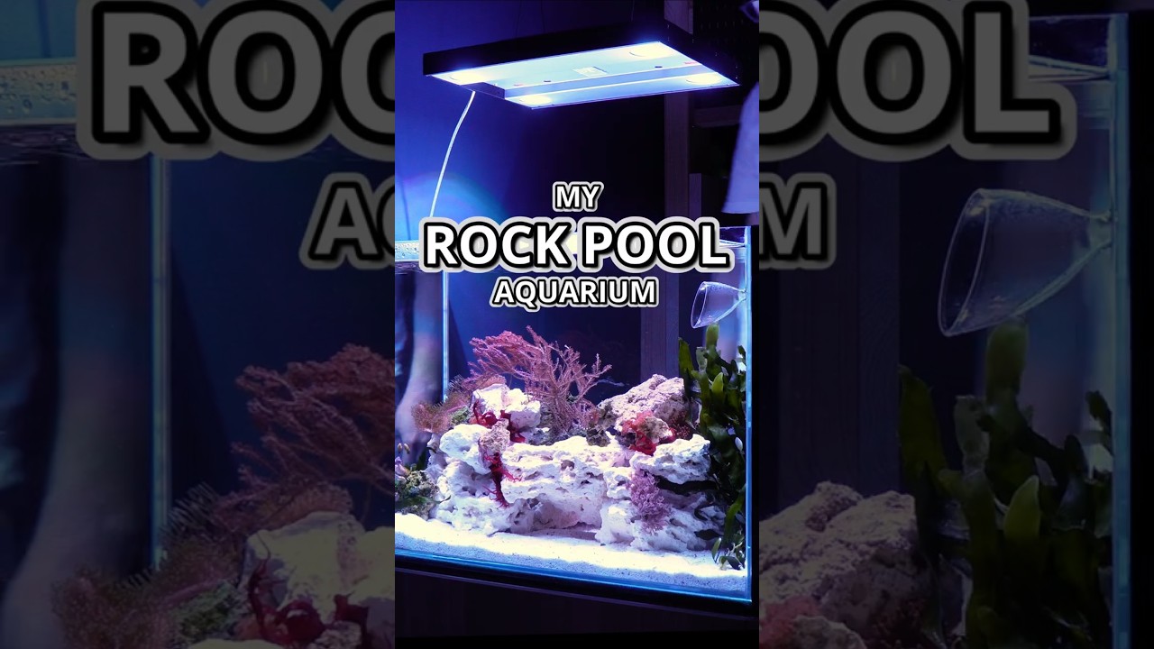 Life in a Rock Pool Aquarium