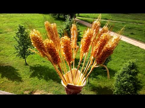 Колоски из бисера, своими руками.  Бисероплетение. Мастер - класс.