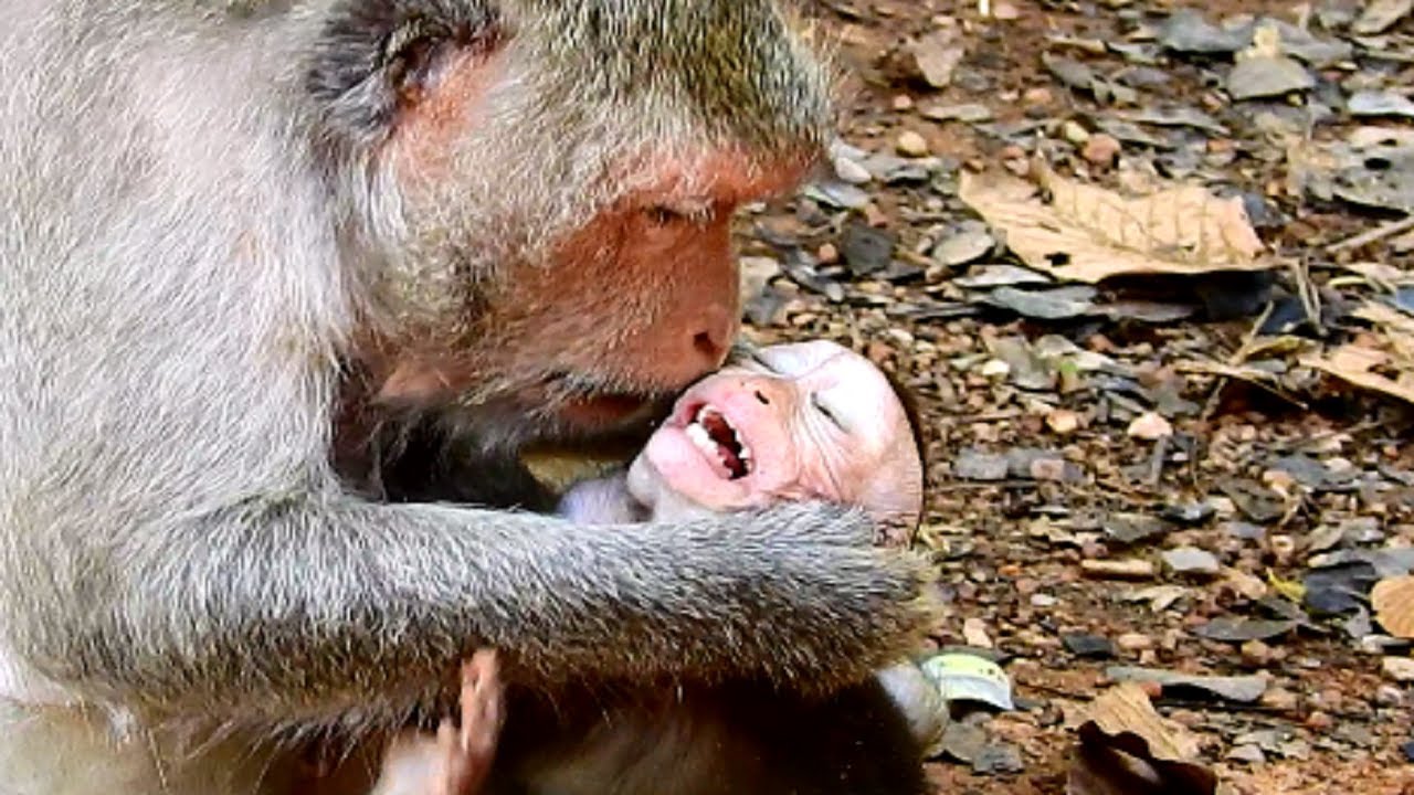 O.M.G! Jade Bite Baby So Cruel! What's Wrong Why Jade Angry and Treat Baby So Pain Like This?