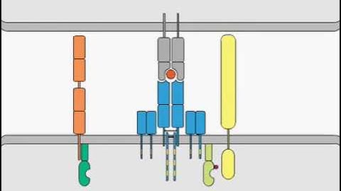 T-cell receptor signaling