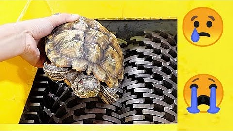 Turtle VS Shredder ! Test the hardness of the turtle shell and whether it can protect itself !