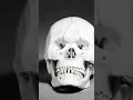 Skull 17th century german or netherlandish 4k