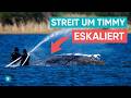 Wal Timmy ringt um Leben: Streit im Rettungs-Team-Streit geht weiter
