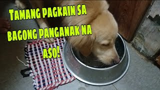 ANO BA ANG PAGKAIN NA DAPAT IBIGAY SA BAGONG PANGANAK NA ASO?