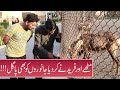 Mithay and Fareed Visited Lahore Zoo - Sajjad Jani Official