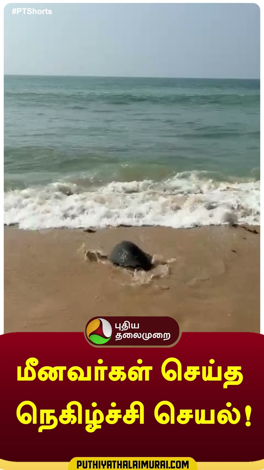 மீனவர்கள் செய்த நெகிழ்ச்சி செயல்! | #turtles | #fisherman | #srilanka | #shorts