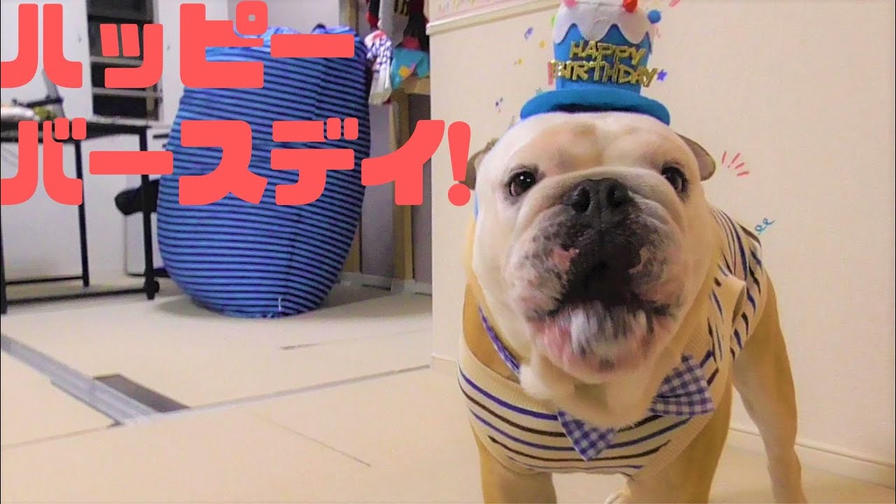 ぶるまる誕生祭！子犬からおじさんになるまでの1年の記録 YouTube