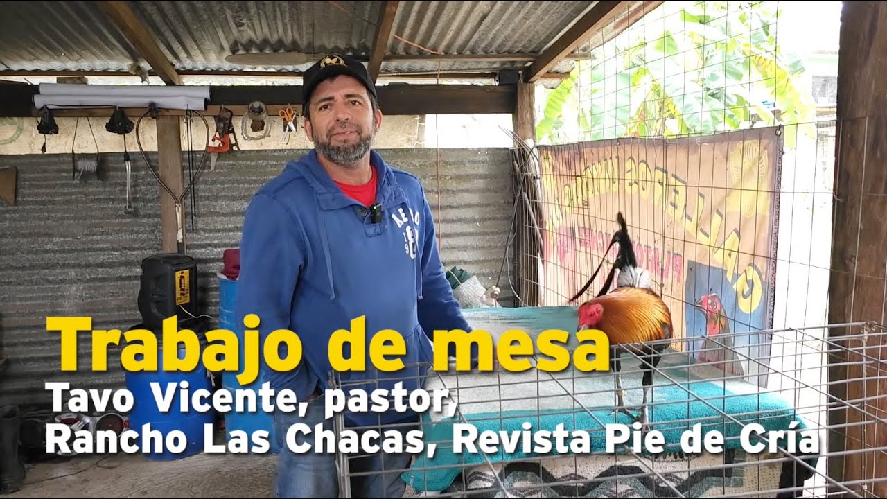 Trabajo de mesa, Tavo Vicente, pastor de Rancho Las Chacas, Pie de Cría oficial