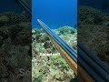 【魚突き】アオチビキを待っていたら....クジラ?! #shorts