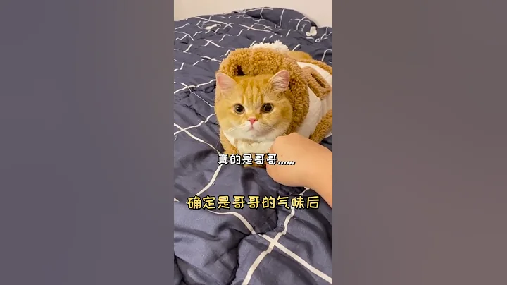 【魚蛋的日常】 我家貓是真的很懂事 - 天天要聞