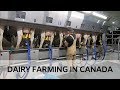 Milking Cows in Brand New Parlour!