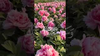 فاصبر إن وعد الله حق واستغفر لذنبك || بصوت الشيخ عبدالباسط عبدالصمد || #قرآن_كريم #holy_quran512