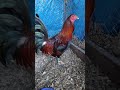 Leiper hatch trio in the brood pens