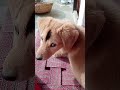 Sakal se to me bhi Shareef Hun... 😅🤫|#attitude #dogcomedy #shortvideo #labradorlovers #doglover