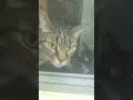 kitty #caseoh #animal #nature #cat #foryou #music