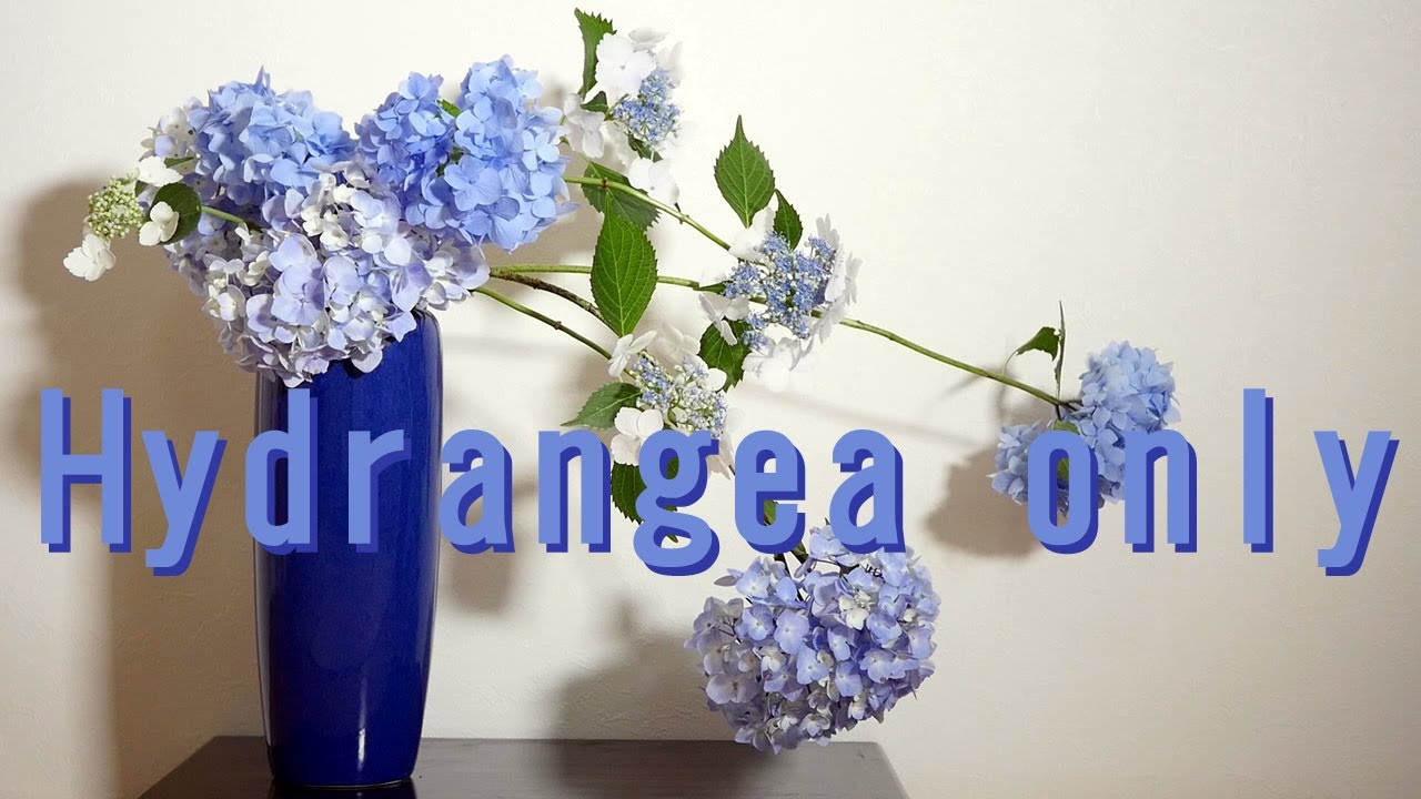 生け花 花瓶に紫陽花だけ Ikebana ガクアジサイとホンアジサイ 瓶花 Hydrangea Only 僅繡球 Nur Hortensie Hortensia Uniquement Vase 花瓶 Youtube