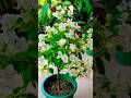 #bougainvillea #baganbilas #gardening #motivation #shotrs
