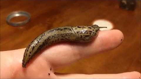 Limax maximus (Leopard Slug)