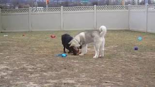 Mandy and Blake Playing, January 16, 2019  MVI_3114 by MeadowQuest Flat-Coats 62 views 5 years ago 4 minutes, 29 seconds