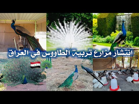 المواطن حسين عجيمي من العراق بابل لديه مزرعة لأكثار طائر الطاووس ومختلف الحيوانات