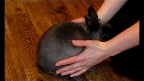 Rabbit Clicker Training - Picking Rabbits Up Part 1