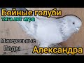 Бакинские,Таджикские,Узбекские голуби.Baku,Tajik, Uzbek pigeons