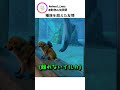 種族を超えた友情