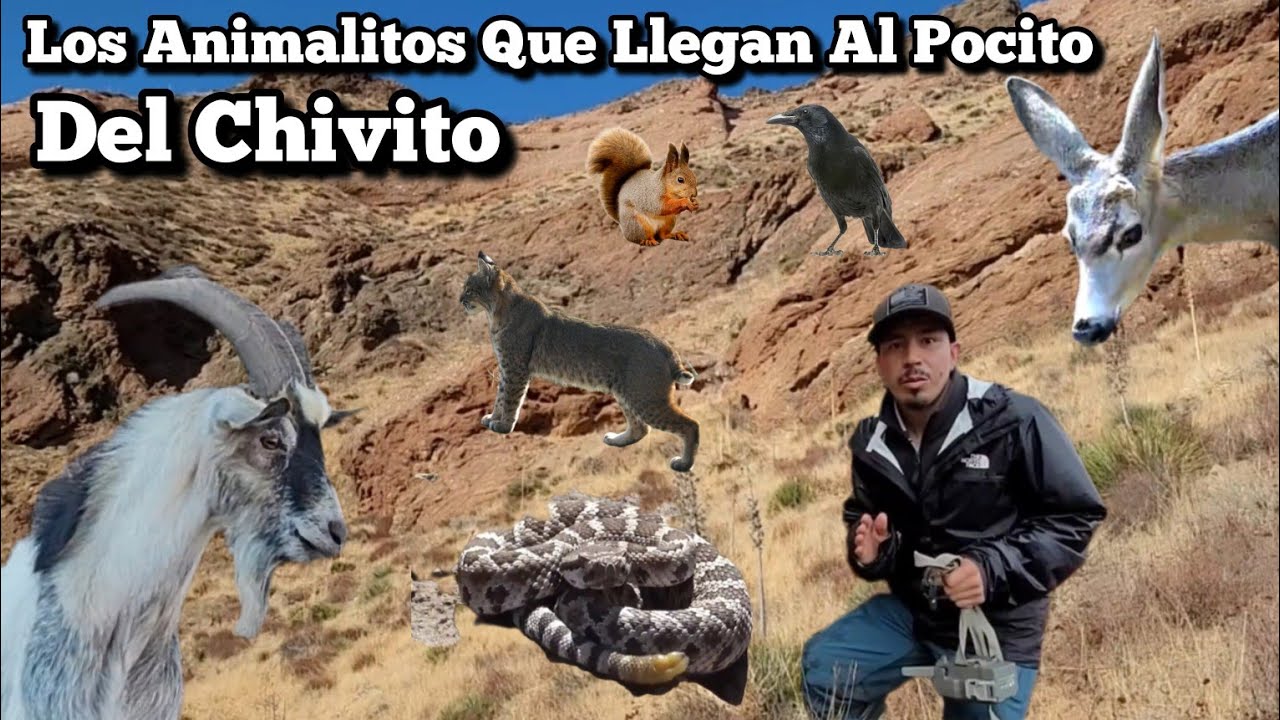 Los Animalitos Que Se Alimentan Del Pocito Del Chivito