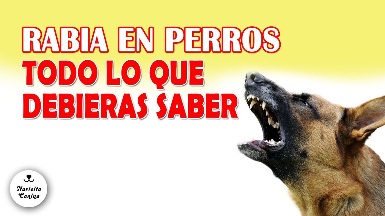 🐶 SÍNTOMAS de la RABIA en perros - YouTube