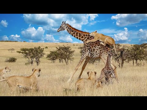 Жираф оказался не прост и даёт отпор львам. Самые эпичные битвы диких животных "за 5 минут"