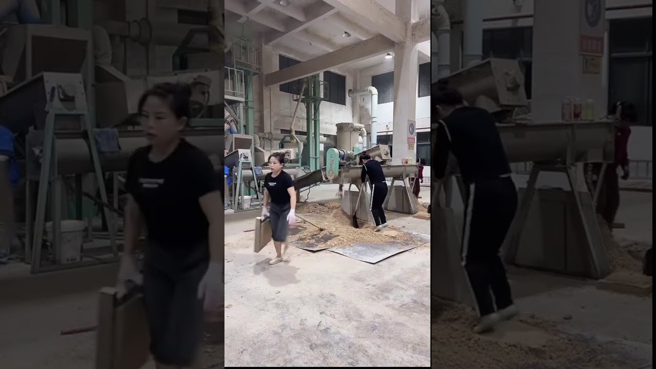 Live at a Chinese Distillery | Women Stomping Qu Starter, Raw Fermentation Workflow