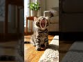 面白いあくびをする穏やかな動物たち 😂 9