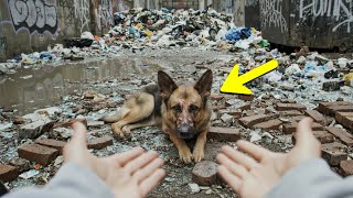 Download Lagu Senki sem segített a sikátorban szenvedő kutyán – aztán egy váratlan hős, mindent megváltoztatott MP3