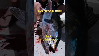 FALL TUNA FISHING IN SAN DIEGO