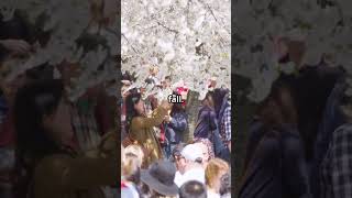 DC Cherry Blossoms Hit PEAK Bloom! 🌸 (You Won’t Believe How Stunning They Are!) #dailyusa
