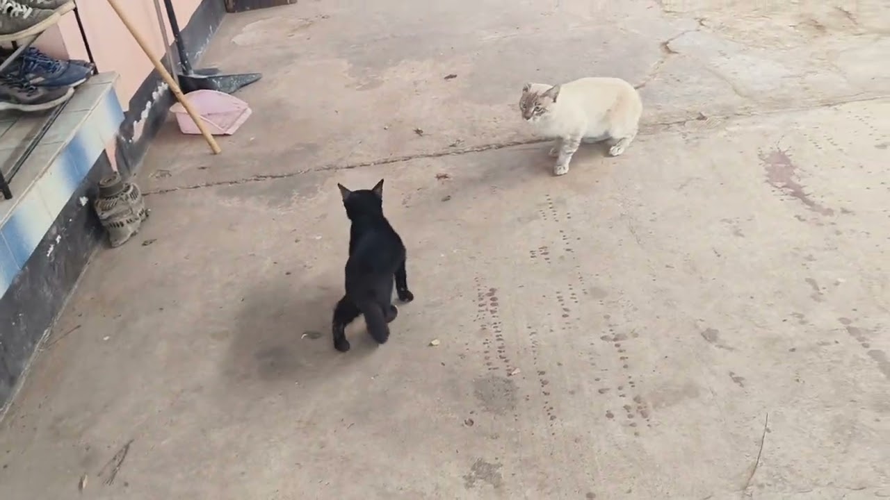 หยอกแมวเหมียวเล่น