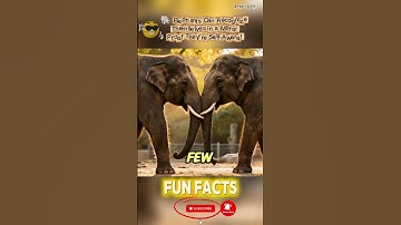 🐘 Elephants Can Recognize Themselves in a Mirror Proof They’re Self-Aware!#usa#elephant#sciencefacts